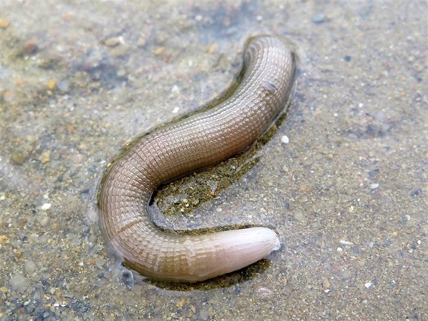 邱米管體星蟲是穴居動物，常見於本地軟灘的低岸帶。
